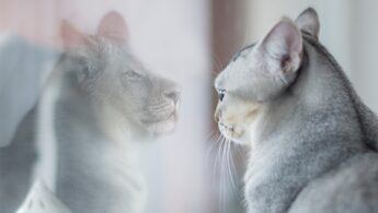 Cat starring through a window seein the reflection of bigger cat - lion